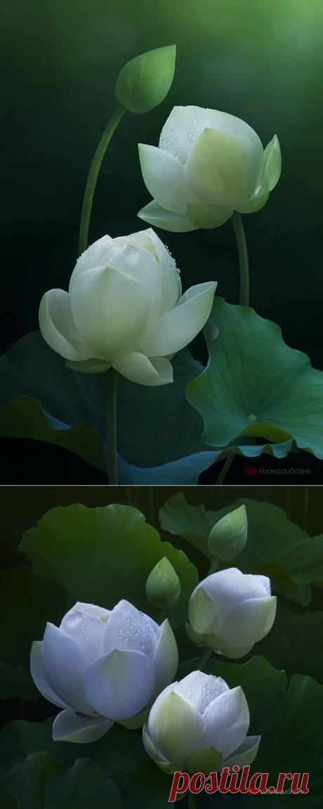 35PHOTO - duong quoc dinh - Lotus