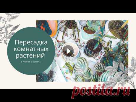 Всегда пересаживаю растения по мере необходимости, невзирая на время года. Вот и на этот раз так сложилось, что на улице уже снег лежит, а работа в мо...