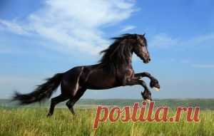 Кони (Horses) - величественная красота, грация и мощь | KoLLegaTV.ru