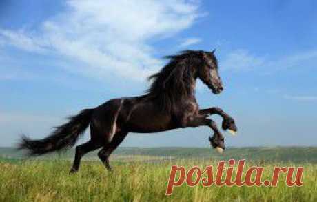 Кони (Horses) - величественная красота, грация и мощь | KoLLegaTV.ru