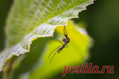 Кого комары кусают чаще всего Кого комары кусают чаще всего и как от них избавиться. Лето – любимая пора года для многих людей. Солнце, пляж, много фруктов и… комары. От этих кровопийц