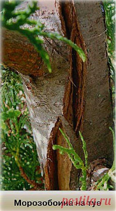 (+1) тема - Морозобоины плодовых деревьев. Лечение | ОГОРОД БЕЗ ХЛОПОТ