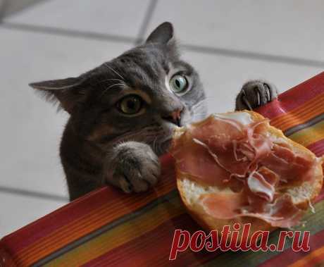 Коты- воришки))) Но иногда могут попасться на месте))