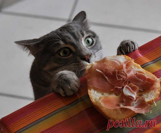 Коты- воришки))) Но иногда могут попасться на месте))