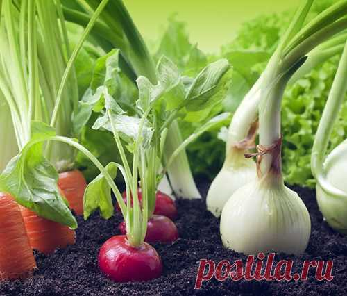 Какие культуры нельзя сажать рядом на грядке