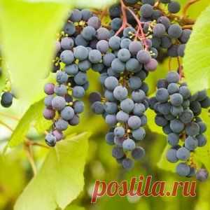 Привитые и корнесобственные саженцы винограда | Садовод (Усадьба)