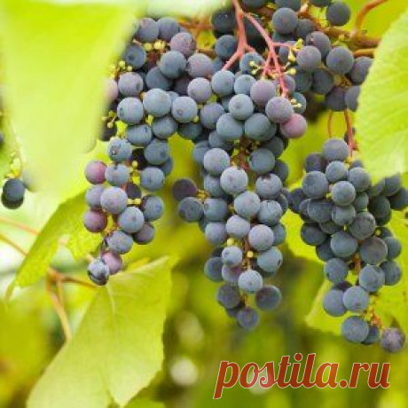 Привитые и корнесобственные саженцы винограда | Садовод (Усадьба)