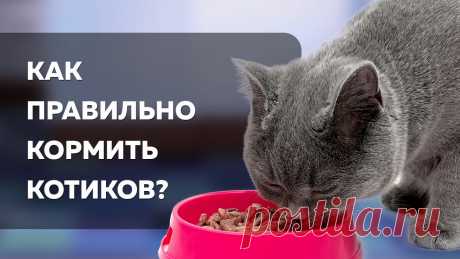 КАК ПРАВИЛЬНО КОРМИТЬ КОШЕК
Чем и как кормить кота Как помочь коту приобрести мочекаменную болезнь и  заразиться глистами? Просто кормите его молоком и сырой рыбкой. Не хотите такого для своего питомца? Тогда кошке нужно давать только полезную еду. В этой статье вы найдете советы и рекомендации от высококвалифицированных ветврачей и личного опыта преуспевающих заводчиков о том, как правильно кормить взрослых […]