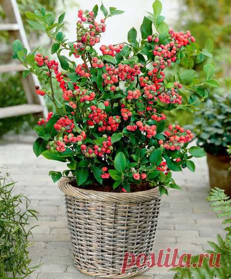 Розовая голубика ))
Blueberry 'Pink Lemonade' | Trees and Shrubs from Spalding Bulb
