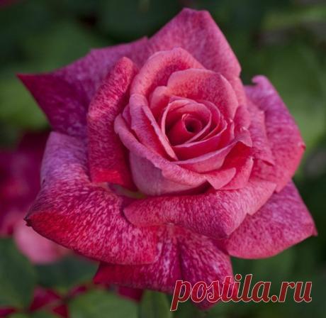 Хотелки по розам - Babyblog.ru