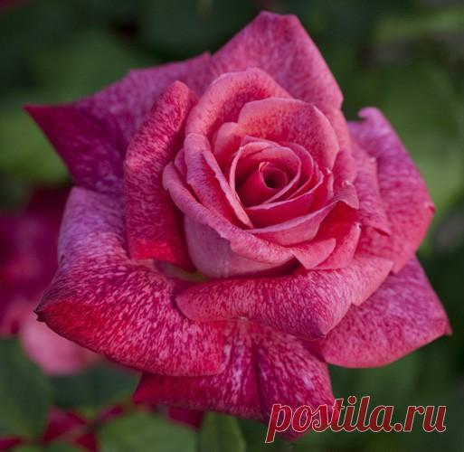 Хотелки по розам - Babyblog.ru