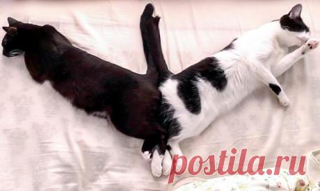 15 очень смешных фото котиков, которые спят в причудливых позах - Летидор