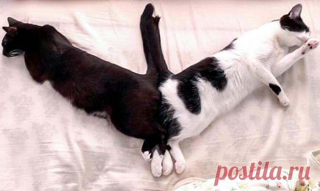 15 очень смешных фото котиков, которые спят в причудливых позах - Летидор