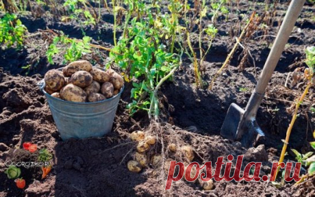 (19) Одноклассники   картофель по голландской технологии