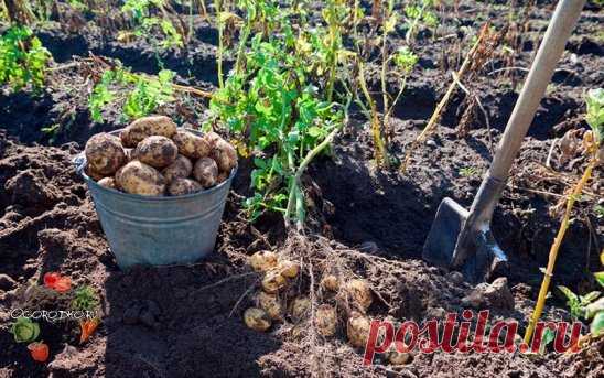 (19) Одноклассники   картофель по голландской технологии