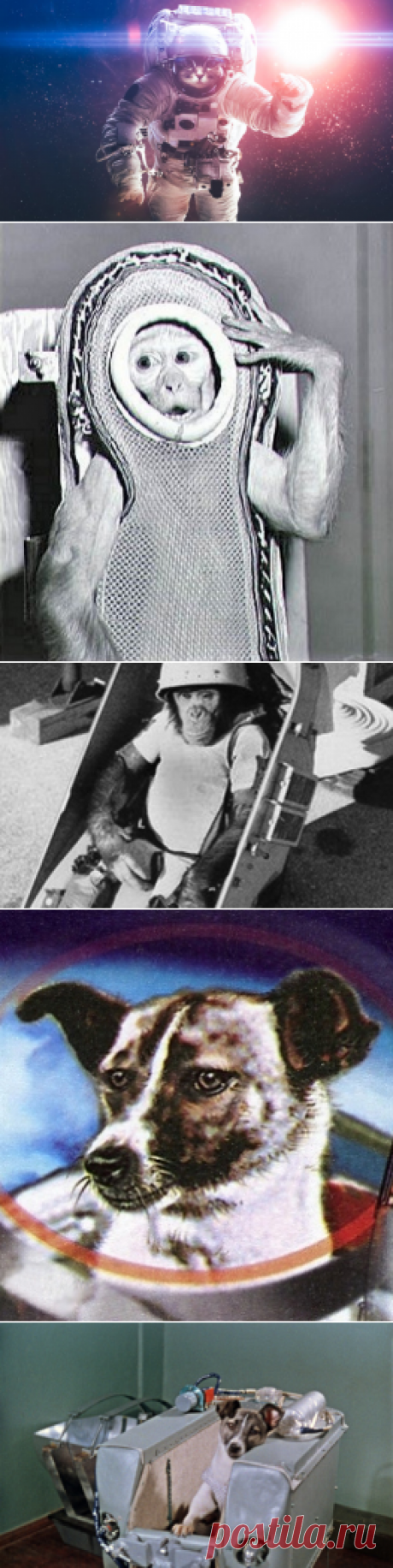 Как собаки и обезьяны прокладывали человечеству путь в космос? Из подворотни на орбиту... | Культура, искусство, история