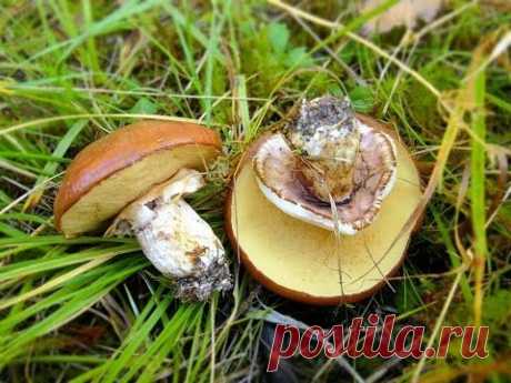 маслята - грибы съедобные