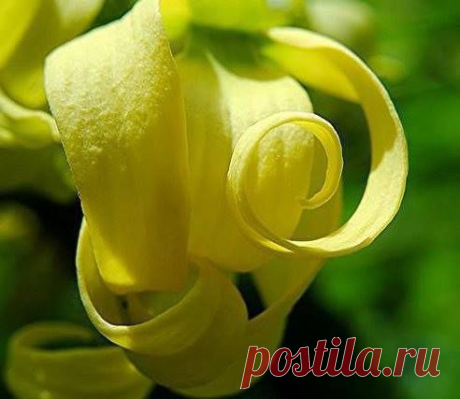 Компания LAMBRE - ФРАНЦУЗСКАЯ ПАРФЮМЕРИЯ и КОСМЕТИКА | Азбука парфюмерии. ИЛАНГ-ИЛАНГ:  • Неприметный экзотический цветок дерева кананги обладает совершенно потрясающим сладким, дурманящим ароматом, сочетающим в себе запах орхидеи, нероли, жасмина и гардении. • Масло иланг-иланга – это сильнейший афродизиак, стимулирующий сексуальную энергию. Филиппинцы украшают цветами кананги брачное ложе молодоженов, а венками их головы. • Первым  включил иланг-иланг в состав духов легендарный  Эрнест Бо.