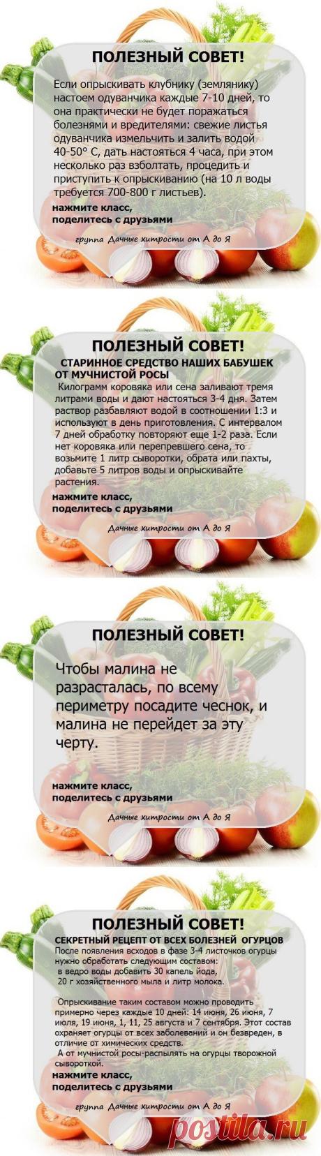 ДАЧНЫЕ СОВЕТЫ !!!