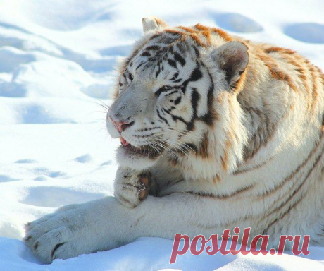 Животные в дикой природе | 60 фотографий
