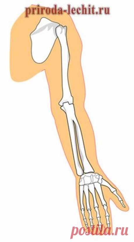 Болезни суставов, лечение народными средствами, народное методы лечения артроза и артрита коленного, тазобедренного, локтевого, плечевого, голеностопного и суставов рук | Народная медицина, рецепты и советы