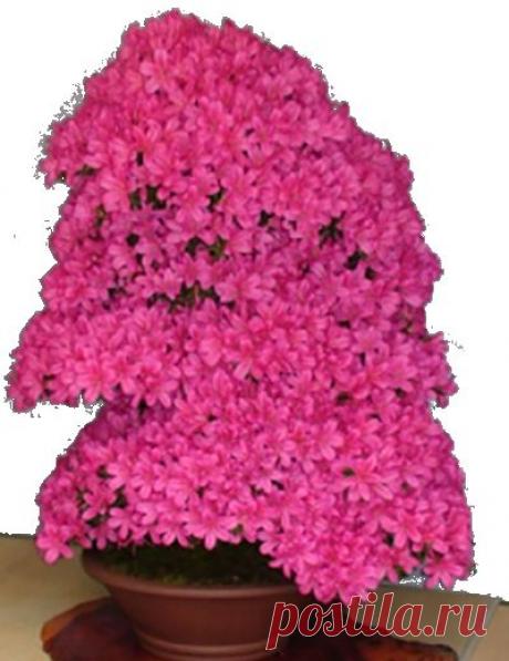 Азалия ухаживаем правильно