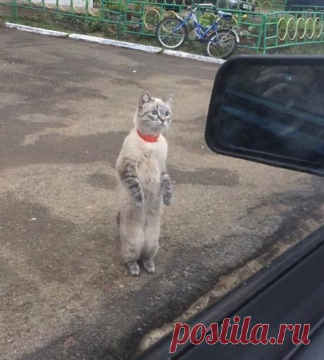 - Здравствуйте, не подбросите до дома? 
- До какого? 
- До вашего.