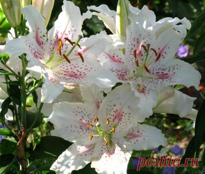 ДЕСЯТЬ СОВЕТОВ ПО УХОДУ ЗА ЛИЛИЯМИ