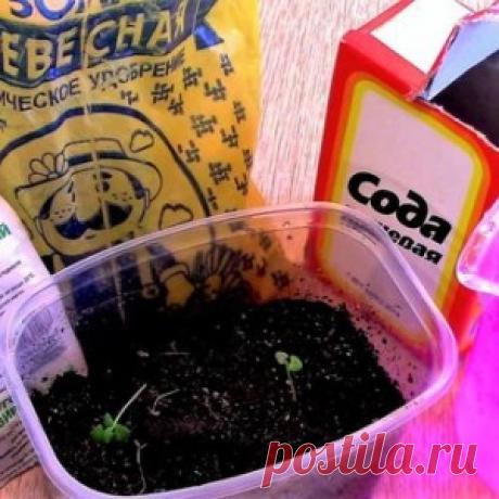 Чёрная ножка у рассады: применяем народные средства