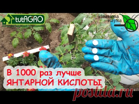 ОГУРЦАМ НЕ ХВАТАЕТ ТЕПЛА? ВОТ ЧТО ИХ СОГРЕЕТ! ТОМАТЫ и ПЕРЦЫ ОСТАНОВИЛИСЬ? ВОТ ЧТО ИХ ЗАВЕДЕТ!