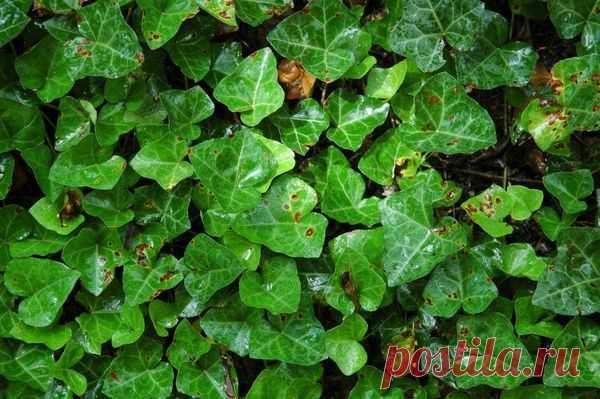 10 растений, которые обогатят ваш дом кислородом