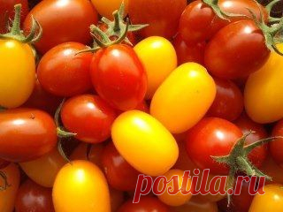 Одноклассники ВОЛШЕБНЫЙ БАЛЬЗАМ ДЛЯ РОСТА ПОМИДОРОВ