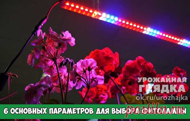 6 основных параметров для выбора фитолампы
Полным ходом идёт закупка семян, грунта, уже подбираются горшочки и стаканчики. Но для того, чтобы получить крепкий хороший материал для посадки, нужно позаботиться о хорошем освещении, ведь в полумраке квартиры семена очень плохо будут всходить.

В зимнюю пору световой день очень короткий, поэтому рассаде нужно дополнительное освещение. Об этой особенности знает каждый дачник, даже установленные дополнительные светильники над кон...