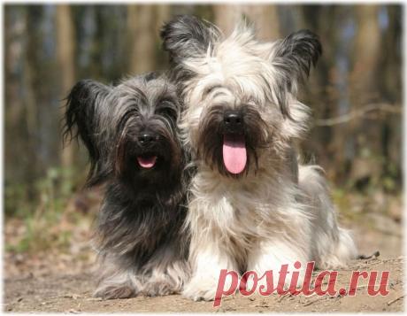 ༺🌸༻.
Скай терьер