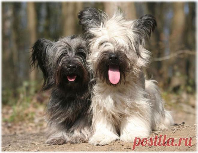 ༺🌸༻.
Скай терьер