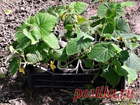 Укоренение пасынков огурцов для второго урожая | Цветочная душа | Яндекс Дзен