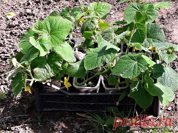 Укоренение пасынков огурцов для второго урожая | Цветочная душа | Яндекс Дзен