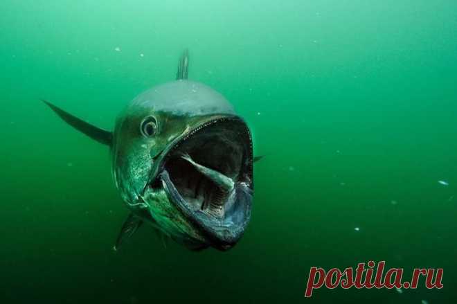 Редкие подводные кадры исчезающей морской жизни