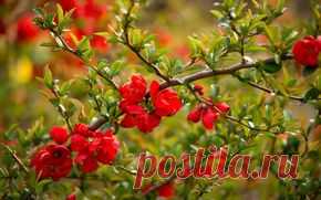 Природа обои на рабочий стол - страница 127