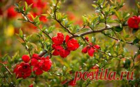 Природа обои на рабочий стол - страница 127