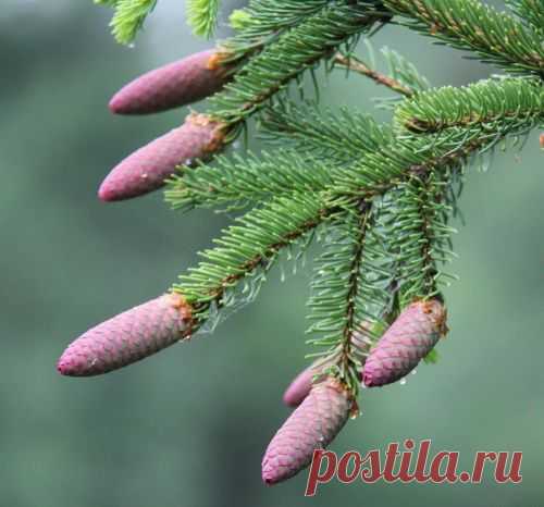 Готовим сироп из еловых шишек.
