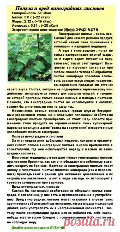 Польза и вред виноградных листьев