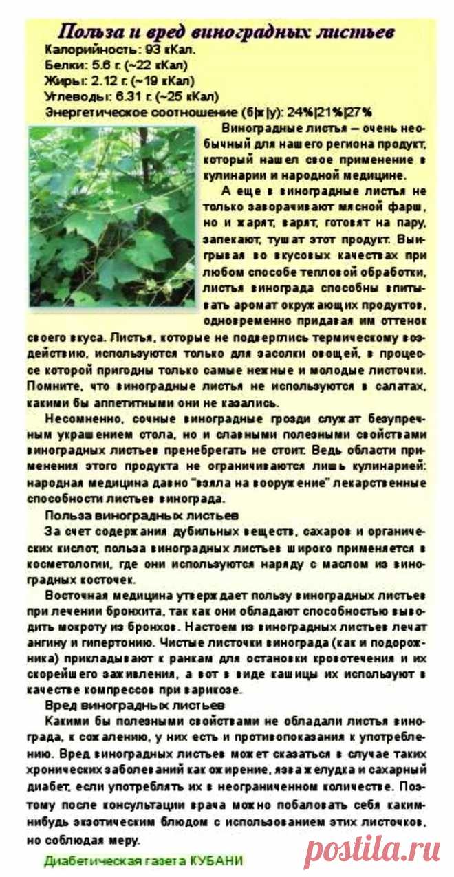 Польза и вред виноградных листьев