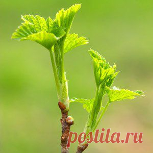 САЖЕНЦЫ СМОРОДИНЫ ЗА 3 МЕСЯЦА - МирТесен