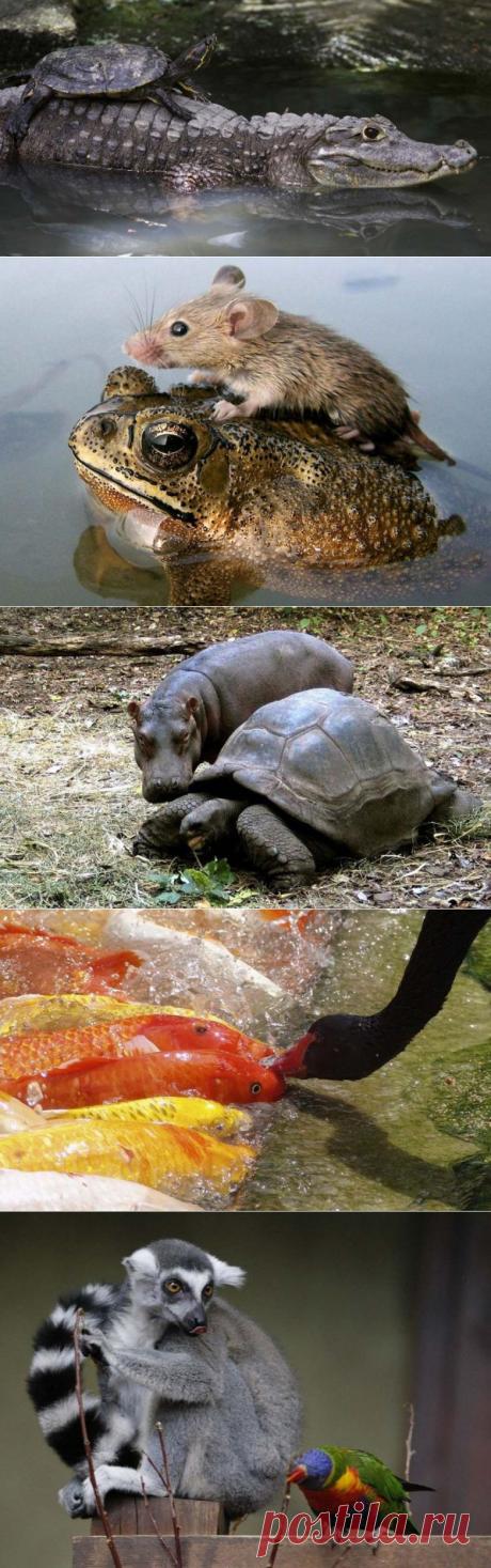 Необычные пары животных / Питомцы