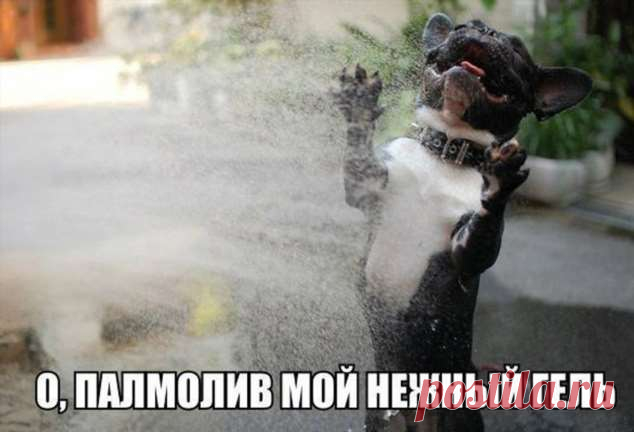 Пуси-пуси юмор для девушек и женщин. Картинки с юмором прикольные. Подборка  №ofigennaja-pusi-22491128052020 | Офигенная