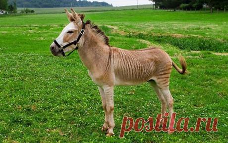 (95) Одноклассники