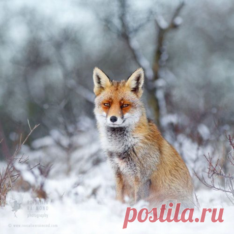 Шикарные рыжие лисицы / Питомцы