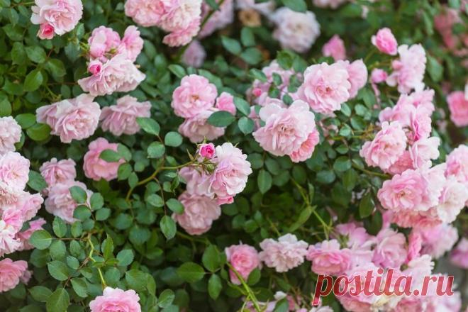 Канадские розы — находка для холодных регионов. 5 шикарных сортов | Азбука огородника | Яндекс Дзен