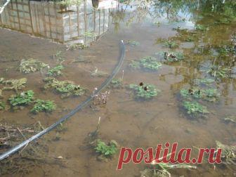 Как вырастить и не потерять урожай холодным летом